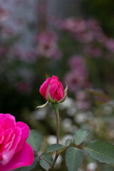 Beautiful blooming fuchsia roses in the garden against the background of green leaves. The beauty of nature. Selective focus, close-up.