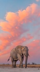 Obraz premium An elephant walks across the savanna, a pink sunset sky behind it.