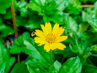 yellow flower in the garden