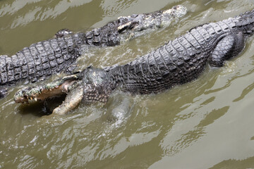 A Crocodile in the water eats meat.  The Hungry crocodile tearing meat.