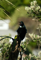NZ tui bird with white tuft and beak wide open singing a song amongst forest trees in New Zealand Aotearoa