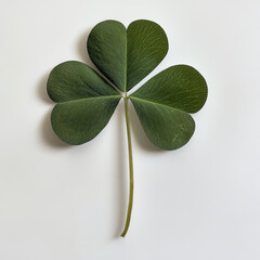 Lucky Four-Leaf Clover Isolated on White Background

