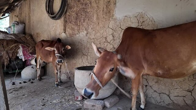 Cow in a farm, Rajshahi Division, Naogaon Sadar, Bangladesh