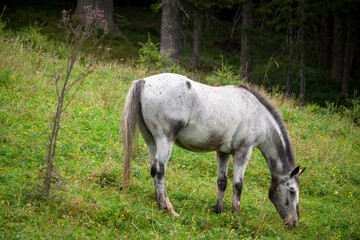 a grazing horse on a mountain meadow at a autumn day