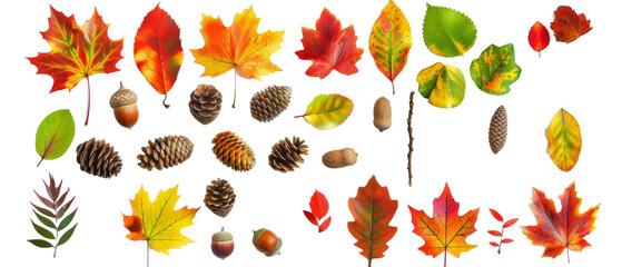 Set of isolated, pine cone, pine leaf, acorn, oak leaf, on transparent background. cut elements, designs. Top view high quality PNG." design elements, top view / flat lay.