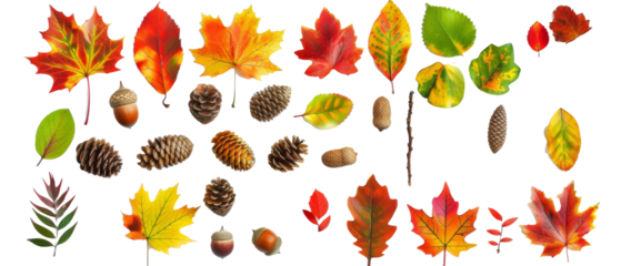 Set of isolated, pine cone, pine leaf, acorn, oak leaf, on transparent background. cut elements, designs. Top view high quality PNG." design elements, top view / flat lay.