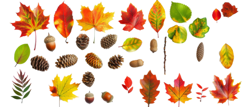 Set of isolated, pine cone, pine leaf, acorn, oak leaf, on transparent background. cut elements, designs. Top view high quality PNG." design elements, top view / flat lay.