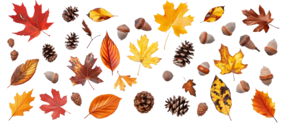 Set of isolated, pine cone, pine leaf, acorn, oak leaf, on transparent background. cut elements, designs. Top view high quality PNG." design elements, top view / flat lay.