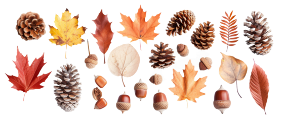 Set of isolated, pine cones, leaves and autumn leaves on transparent background. cut elements, designs. Top view high quality PNG." design elements, top view / flat lay.
