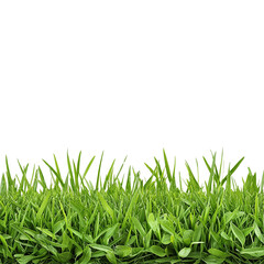 Fototapeta premium Vibrant green grass detailed close-up, ideal for nature-themed designs, backgrounds, and organic projects.