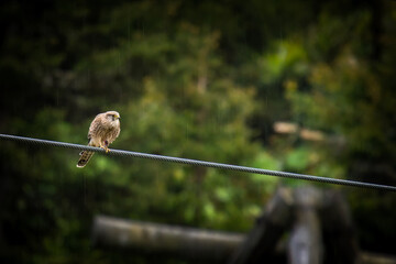 a kestrel female, falco tinnunculus, perched on a cable and is eating a mouse