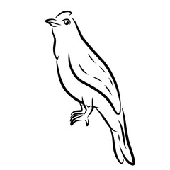 illustration of a bird