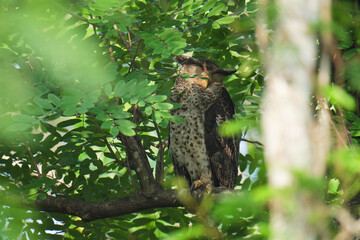 Young Spot-bellied Eagle Owl sitting on a branch