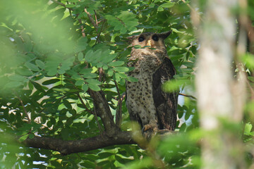 Young Spot-bellied Eagle Owl sitting on a branch