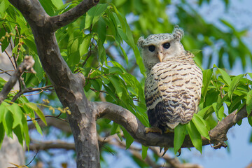 Young Spot-bellied Eagle Owl sitting on a branch