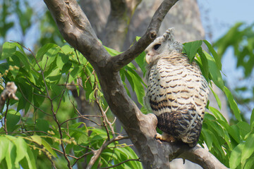 Young Spot-bellied Eagle Owl sitting on a branch