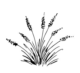 Hand drawn simple vector drawing with black outline. Bush pampas grass, steppe plants, prairie. Nature and vegetation. Sketch in ink.
