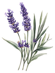 Naklejka premium PNG Elegant lavender botanical watercolor illustration