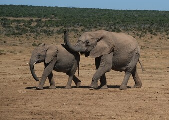 Fototapeta premium Small elephant with small just grown in tusks walking with big elephant with its trunk up