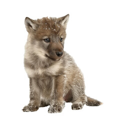 Adorable wolf pup covered with snow is sitting and looking away from the camera