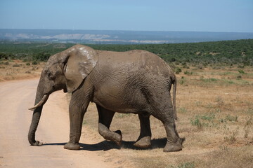 Fototapeta premium Elephant about to cross a dirt road, still dripping wet from a waterhole