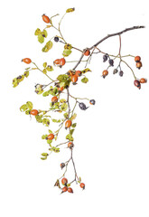 A sprig of ripe rosehips
