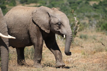 Fototapeta premium Small elephant with tiny tusks smiling and moving its trunk
