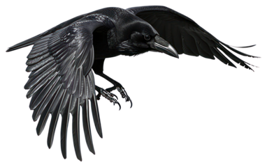 PNG Black crow in flight