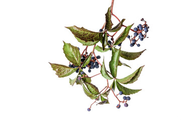 Obraz premium A branch with fruits of a wild vine