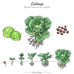 Cabbage illustrations set