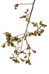 A sprig of ripe rosehips