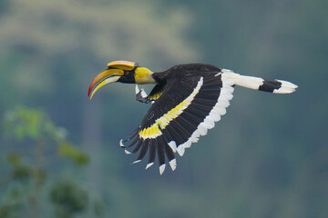 Great Hornbill flying in the rainforest. © Sanit