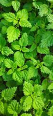 Nettle close-up for photo wallpaper or textures. Green plant. Green nettle foliage texture, nettle leaf nature background
