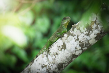 green lizard on a tree