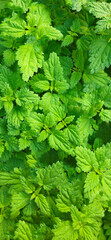 Nettle close-up for photo wallpaper or textures. Green plant. Green nettle foliage texture, nettle leaf nature background
