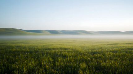 Fototapeta premium Misty Morning Grassland