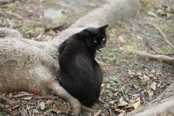 black and white cat