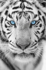 Close-up portrait of white tiger with blue eyes and fur patterns in natural light. Generative AI