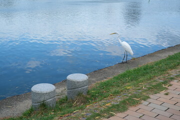 heron