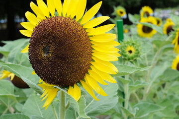 sunflower in the field