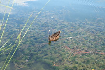 bird on the edge