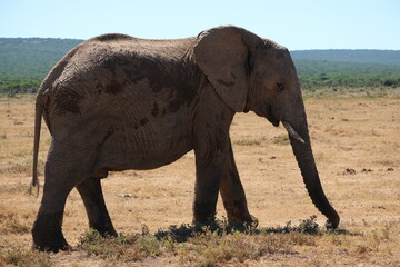 Fototapeta premium Elephant looking sideways smiling and walking in the dead grass
