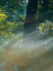 Baum und Nebel, Spiegelungen im Bachlauf bei Morgenlicht