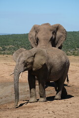 Fototapeta premium Small elephant with small tusks walking in front of a bigger elephant on a muddy path