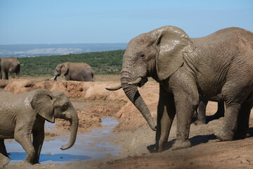 Elephants by a waterhole covered in mud, one looking at the camera while nearing the waterhole