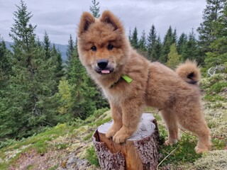 Eurasier puppy