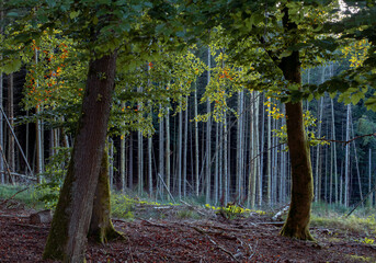 Morgenstimmung im Forst, Mischwald herbstlich