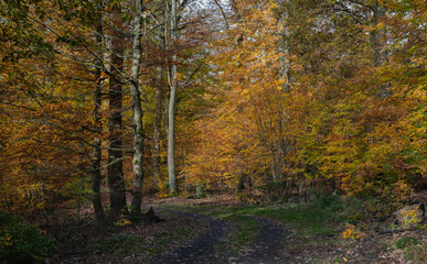 Morgenstimmung im Forst, Mischwald herbstlich
