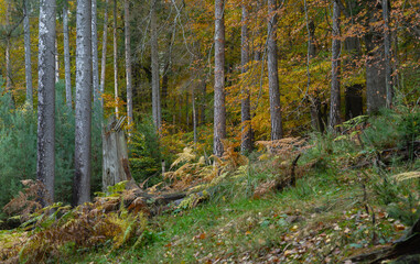 Morgenstimmung im Forst, Mischwald herbstlich
