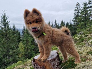 Cute Eurasier puppy